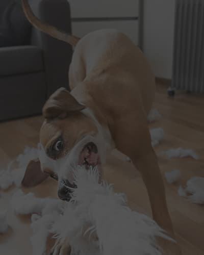 Mon Chien est destructeur
