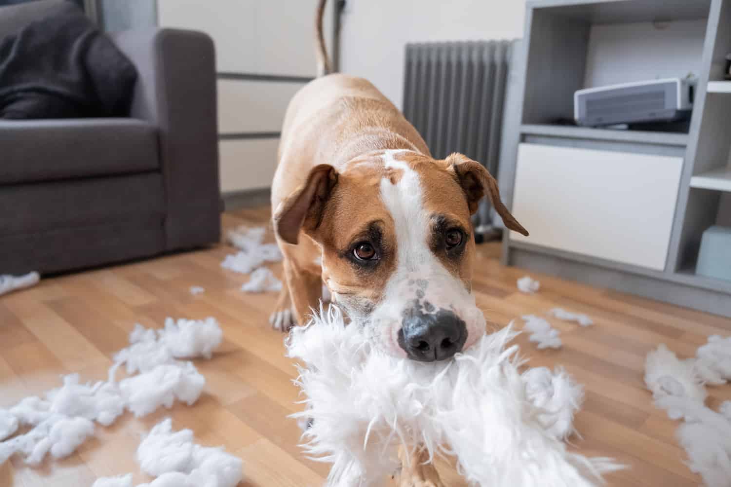 Chien destructeur