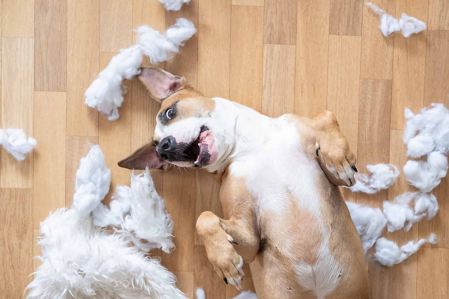 Chien destructeur 3