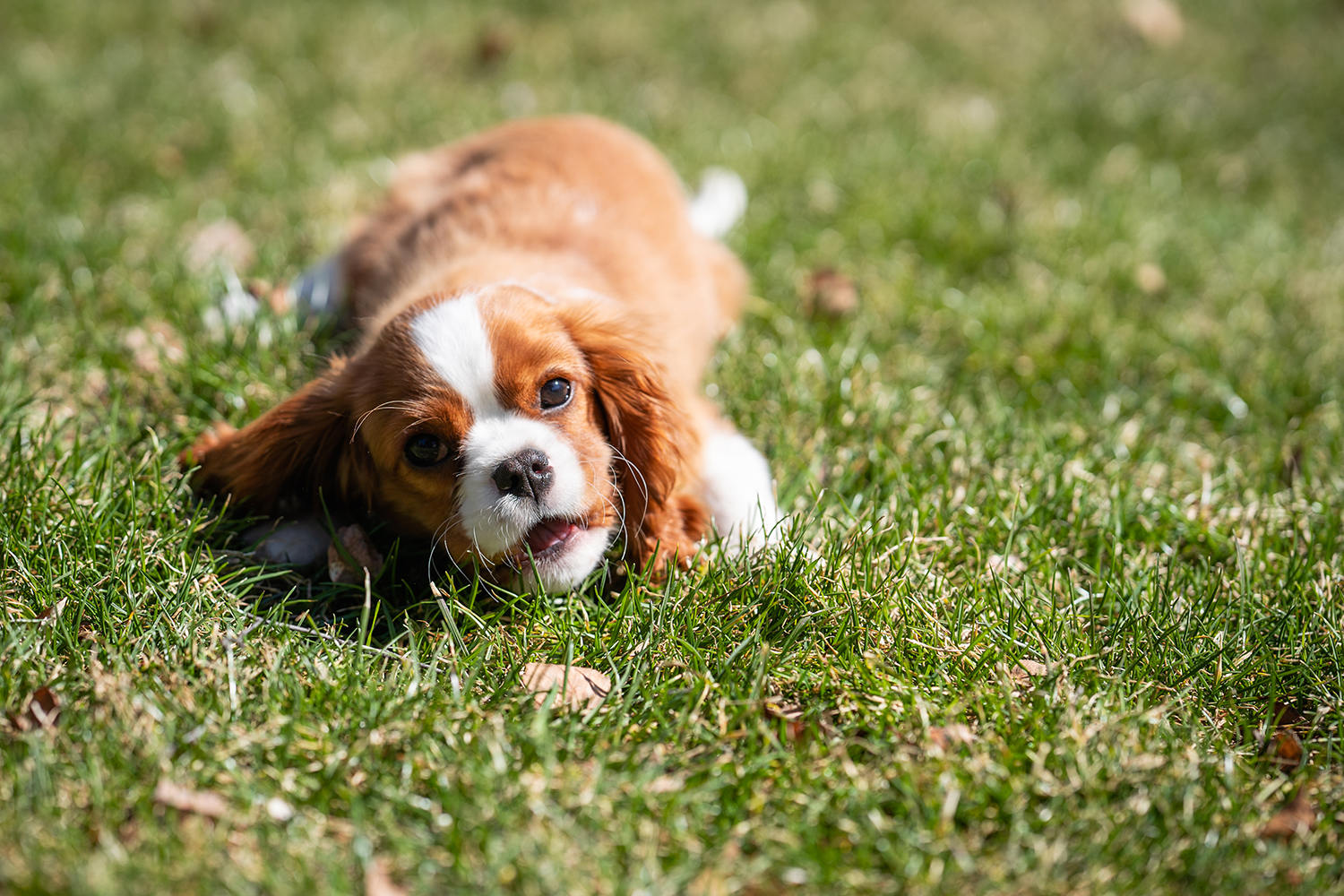 Comportement du chien : nos conseils  Comme un Roi