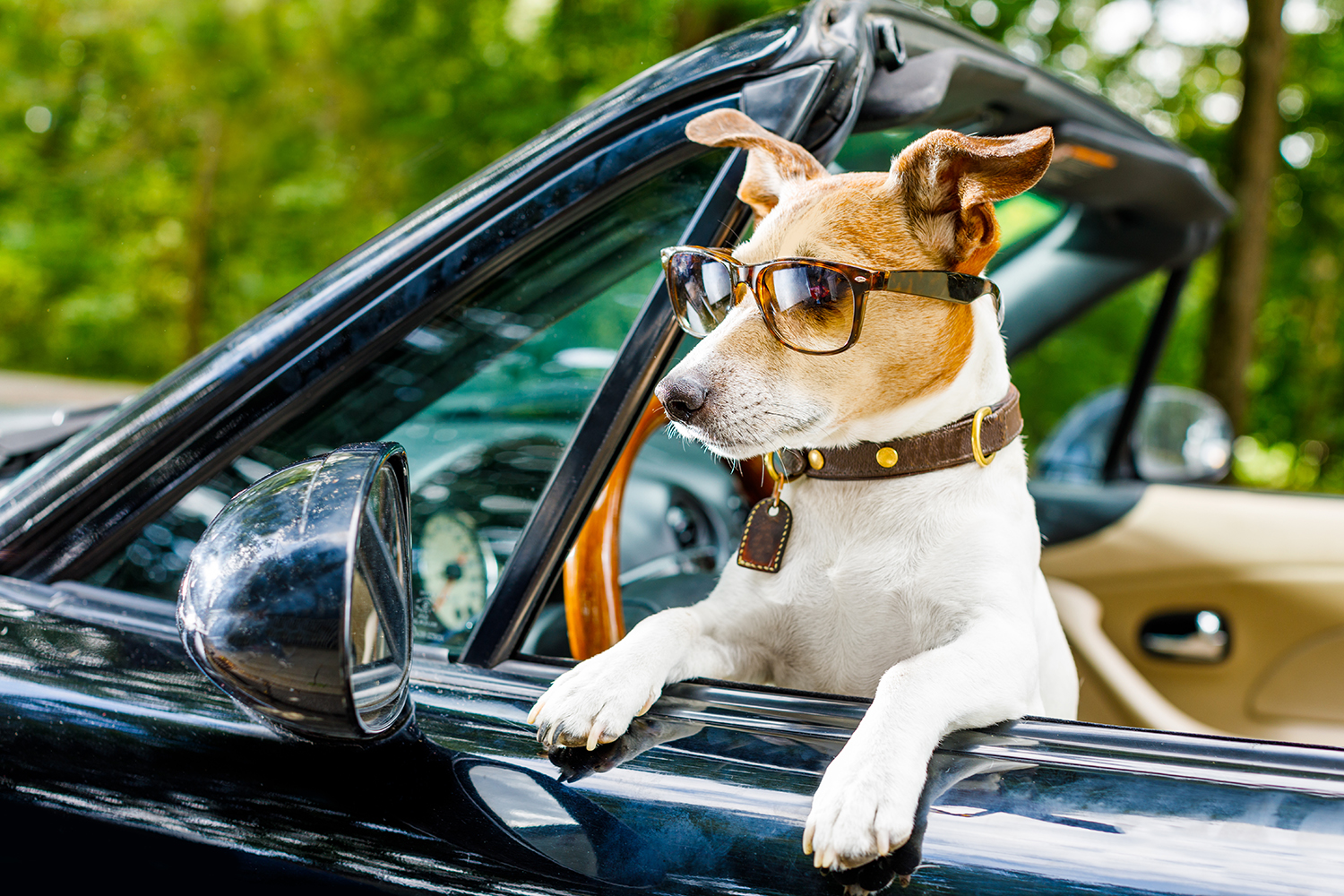 Accessoires de voiture pour chien