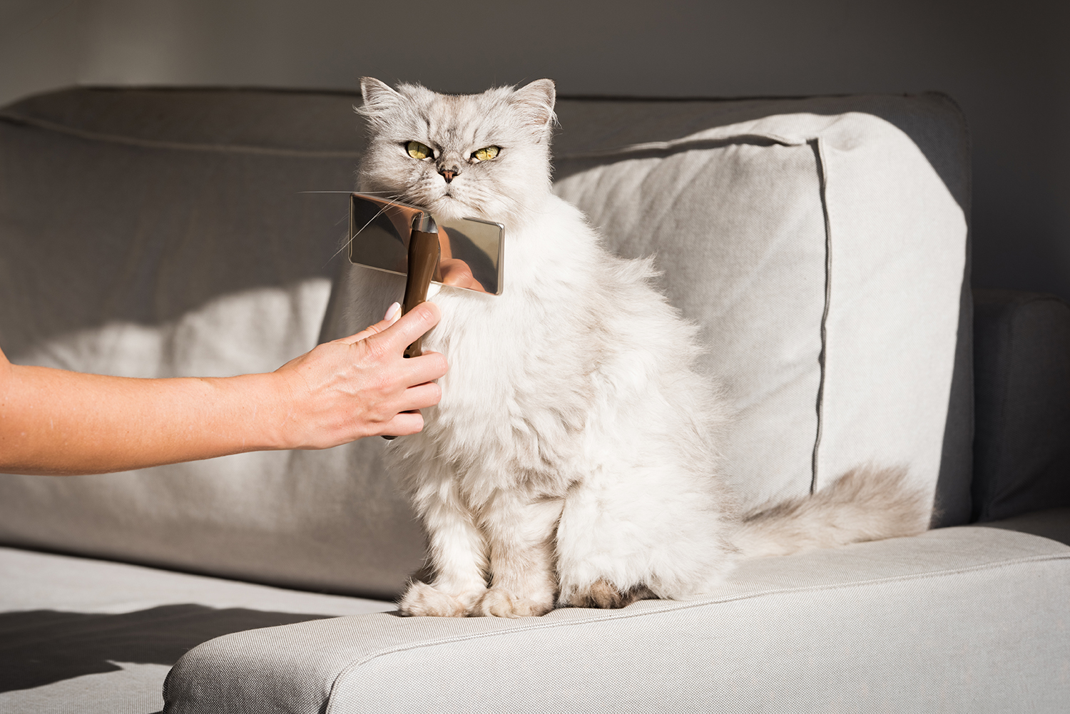 Toiletter son chat soi-même : 7 étapes à respecter